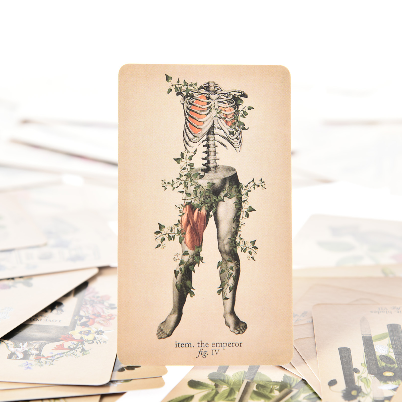 Antik Anatomi Tarot Kartları İ - Tarot Deck With Guidebook incelemesi ve fiyatı